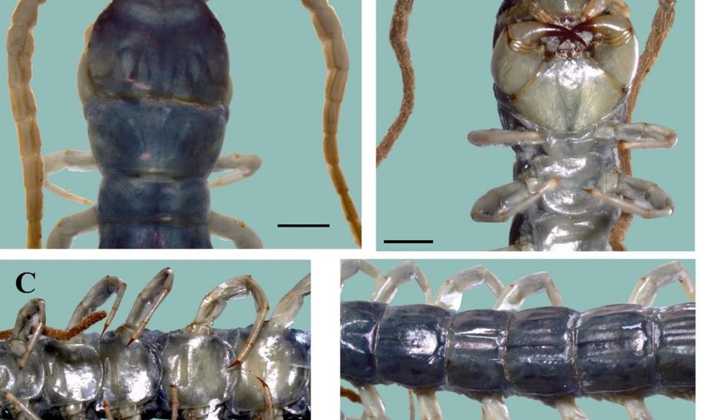 VQG Hoàng Liên – Tà Xùa hé lộ một bí mật mà khoa học chưa từng ghi nhận