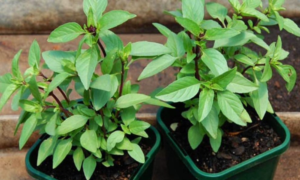 3 loại rau nên trồng ngay trong nhà: Đuổi muỗi hiệu quả, sau 3 tuần có rau ăn