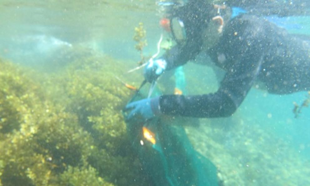 Nghiên cứu mới của Việt Nam: Hé lộ 'kho báu hiếm' dưới biển