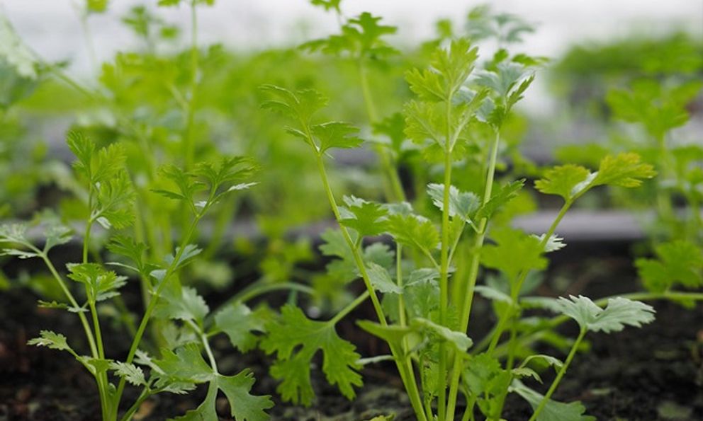 Loại rau giúp đào thải kim loại nặng tự nhiên, Việt Nam có rất nhiều