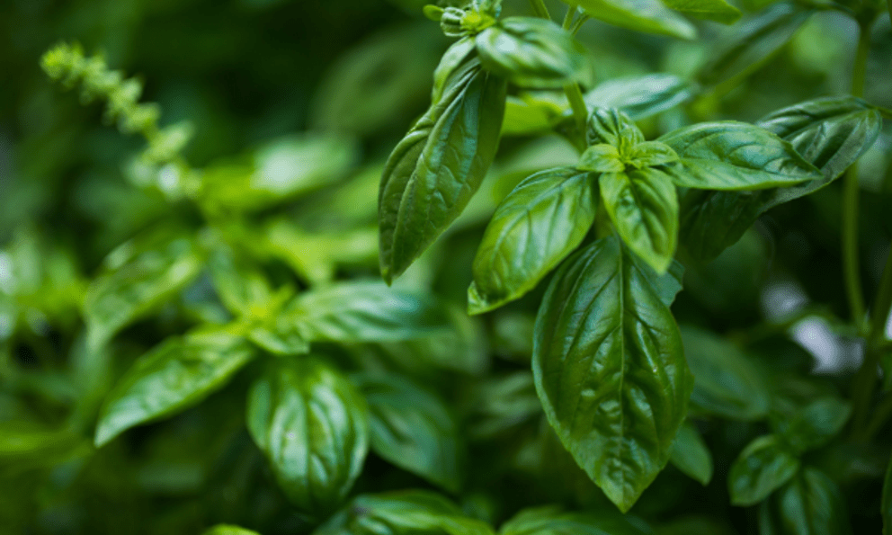 3 loại rau nên trồng trong nhà ngay: Đuổi muỗi cực đỉnh, lợi đủ đường