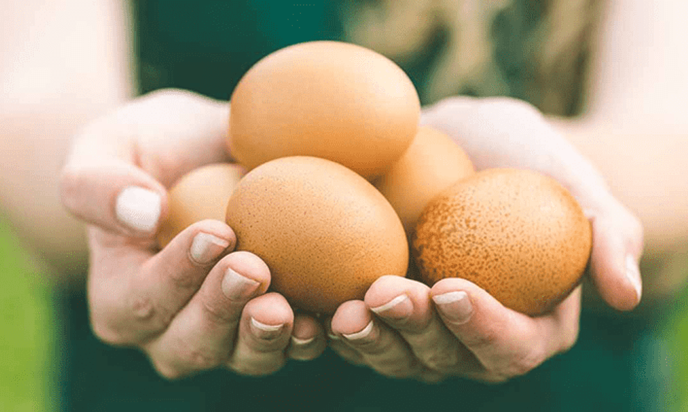 Ăn trứng mỗi ngày có làm tăng mỡ máu? Bác sĩ nói rõ sự thật nhiều người hiểu sai