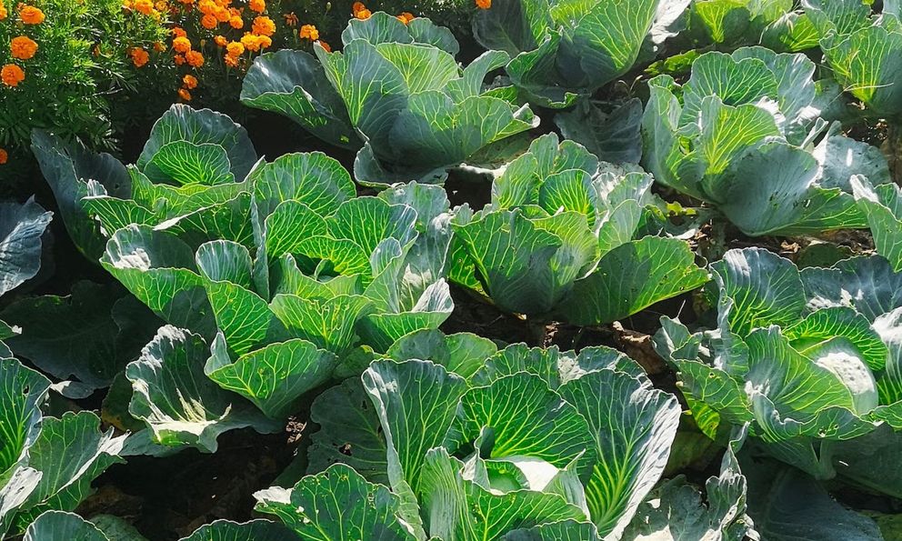 7 loại cây xua đuổi sâu bệnh trong vườn nhà: Hãy trồng ngay