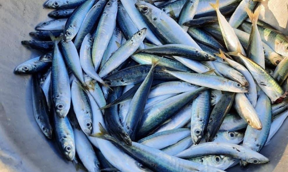 Bác sĩ tiết lộ 5 loại cá bình dân giàu omega-3 không thua cá hồi: Chợ Việt có tất cả