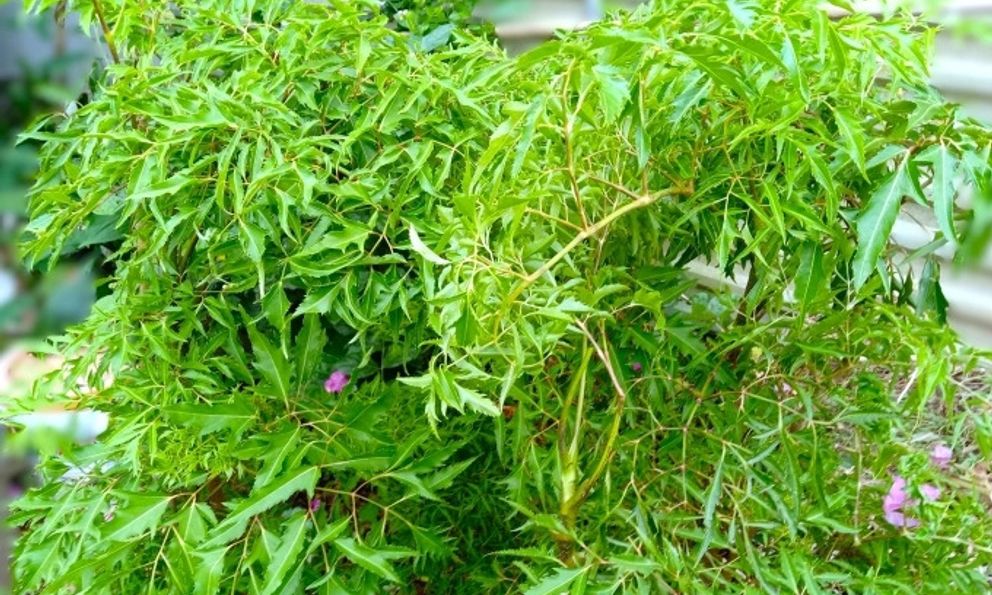 Ít ai ngờ loại cây quen thuộc với người Việt lại có hoạt chất tương tự nhân sâm