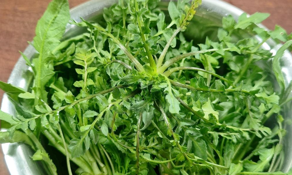 Loại rau mọc hoang đầy ở Việt Nam, cổ thư Trung Quốc ví như 