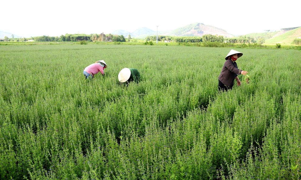 Loại cây quen thuộc với người Việt, được ví như 