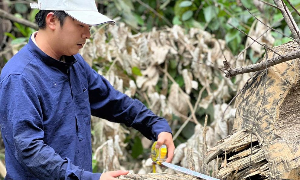 Thanh Hoá: Hàng loạt cây tự nhiên trong rừng bị đốn hạ bất thường