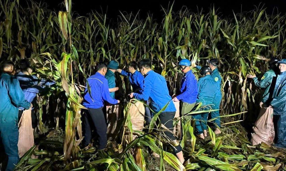  Chạy đua với lũ, giúp dân thu hoạch ngô trên bãi bồi sông Lam