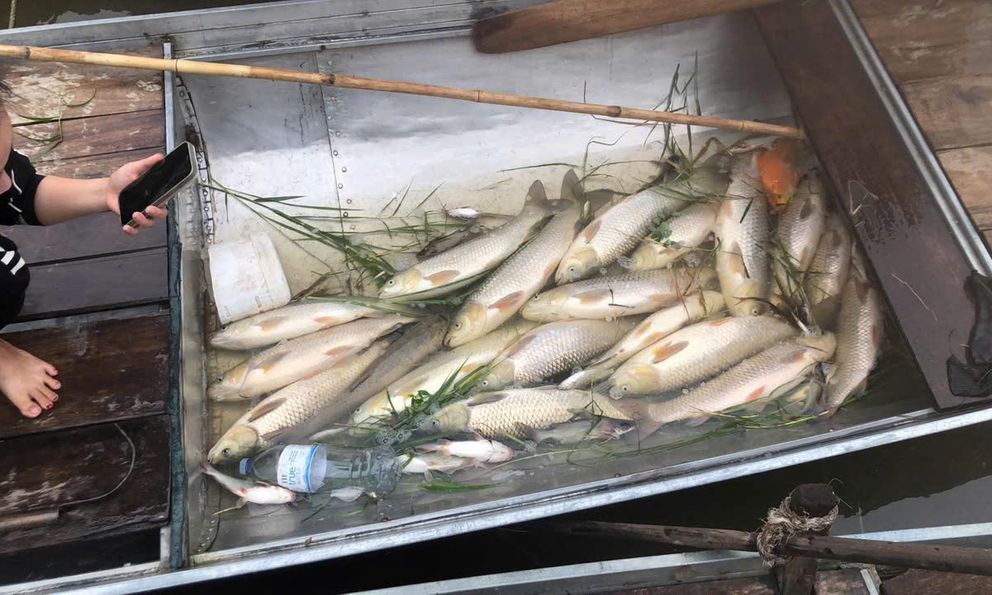  Cá chết trên sông Lam nghi do môi trường, không phải dịch bệnh