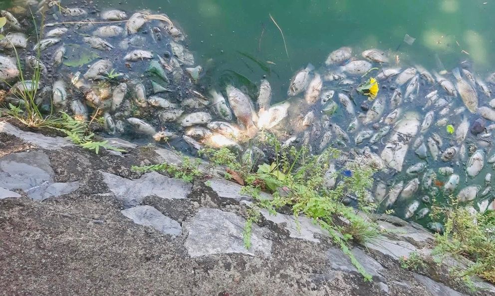 Quảng Trị: Cá chết hàng loạt tại hồ Nam Lý, bốc mùi nồng nặc