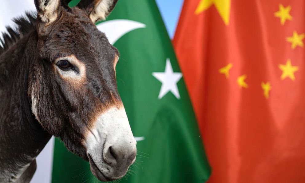 Từ miếng da lừa đến ejiao: Cơn khát kỳ lạ của Trung Quốc khiến “đồng minh trong mọi hoàn cảnh” gặp khó