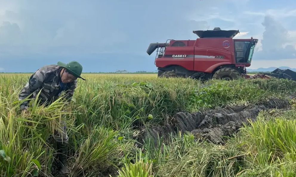 Động thái chưa từng có tiền lệ: Cuba đánh cược tương lai nông nghiệp vào hạt giống Việt Nam