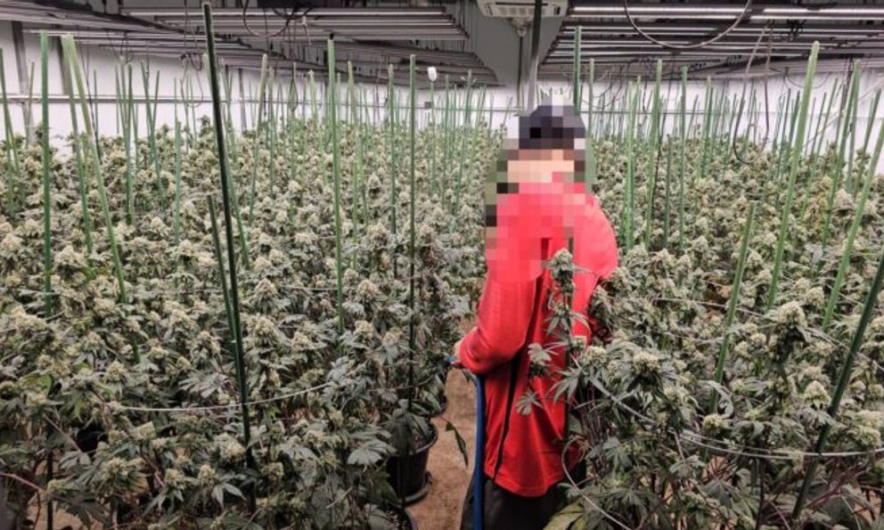 'Mùi quá nồng nặc': Trang trại 1.600 cây cần sa bí mật giữa Bangkok bị triệt phá, 3 người Việt 'sa lưới'