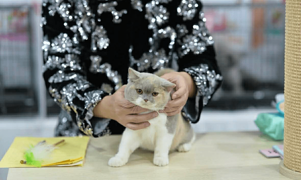 Gần 70 bé mèo tham gia cuộc thi Hoa hậu mèo FFF