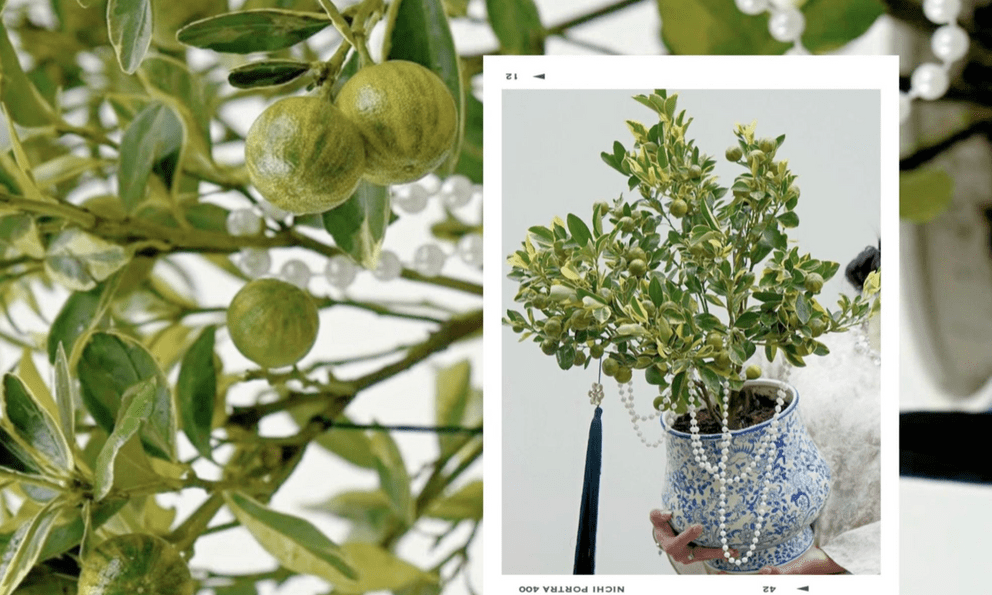 Trang trí nhà đón Tết: Loại quất kén người chơi nhưng khi đã hợp thì sang khỏi phải bàn