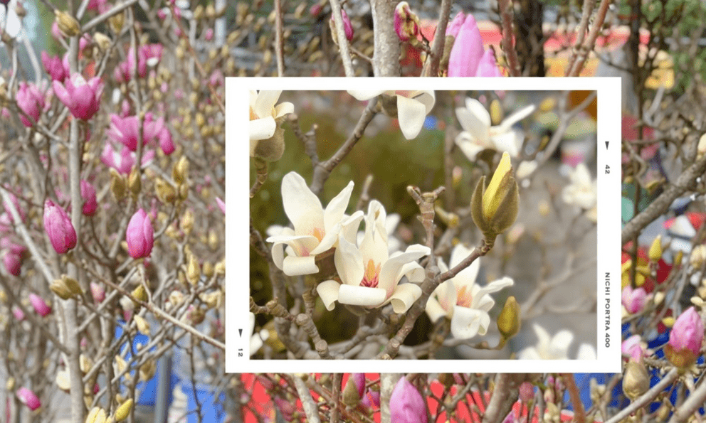 Chợ hoa Quảng Bá năm nay: Một loại hoa mới chiếm sóng, giá lên đến tiền triệu nhưng khách chốt mua chỉ trong nốt nhạc