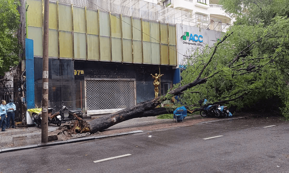 Cây xanh bật gốc trong mưa, đè nhiều xe máy ở trung tâm TP.HCM