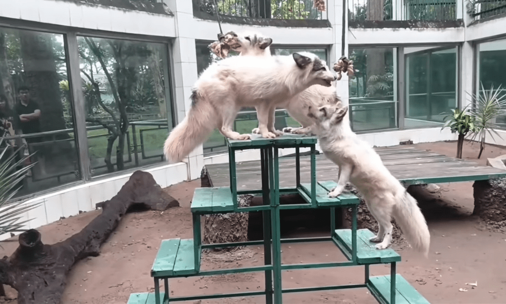 Thảo Cầm Viên lại gây sốt: Xuất hiện loài vật thuộc 