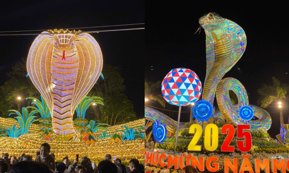 Tỉ muội hổ mang chúa dát vàng ở Phú Yên khiến nhiều người trầm trồ