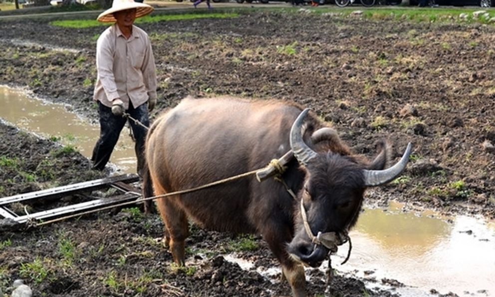 1 câu trong bài văn tả con trâu của đứa con 10 tuổi đưa bi kịch gia đình ra ánh sáng: 