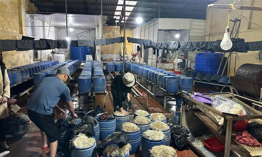 Hưng Yên: Phát hiện 30.000 kg giá đỗ ngậm chất cấm, mỗi ngày tiêu thụ ra chợ khoảng 500kg