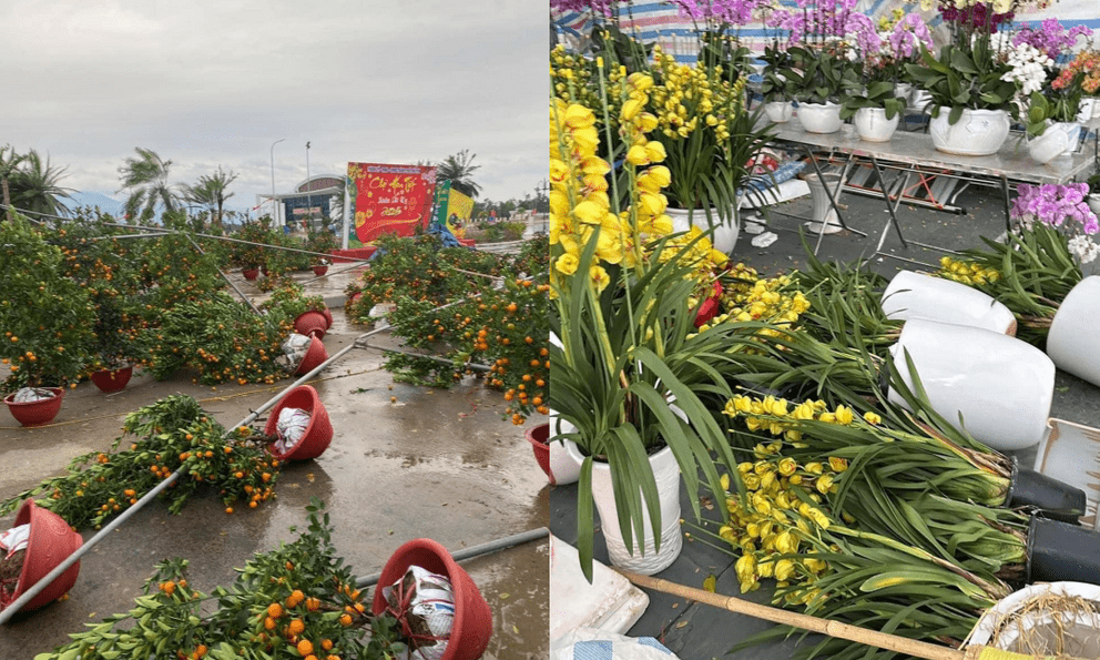 Xót xa hình ảnh đào, quất Tết đổ la liệt sau trận gió mạnh khi không khí lạnh tràn về: Tiểu thương khóc ròng