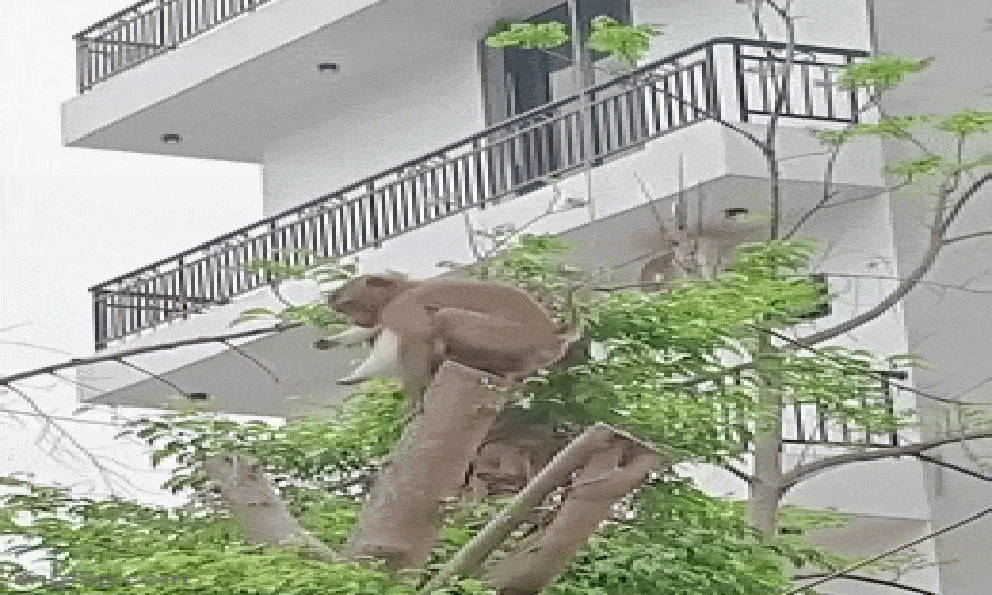 Phóng to clip con khỉ cheo leo trên ngọn cây, thứ nó ôm trên tay khiến cả triệu người bật cười