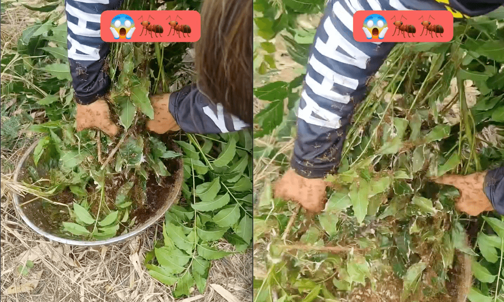 Người phụ nữ bị hàng nghìn con kiến bò lên người khi đang cố lấy 1 thứ trên ngọn cây, dân mạng choáng váng khi thấy kết quả