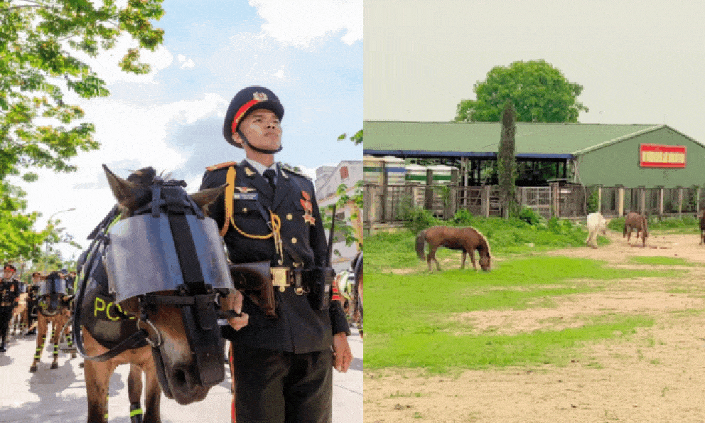 Hình ảnh lạ của những chú ngựa trong dàn kỵ binh sau khi hoàn thành nhiệm vụ đại lễ 30/4