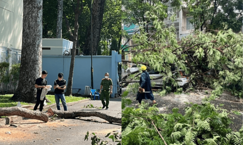 Những cái chết thương tâm do cây rơi trúng người đi đường ở TP.HCM