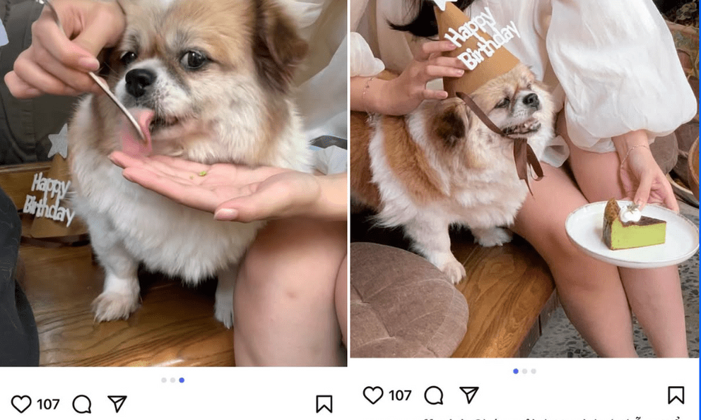 Xôn xao quán cà phê nổi tiếng ở Hà Nội bị tố cho thú cưng dùng chung dụng cụ với khách, phía quán nói gì?