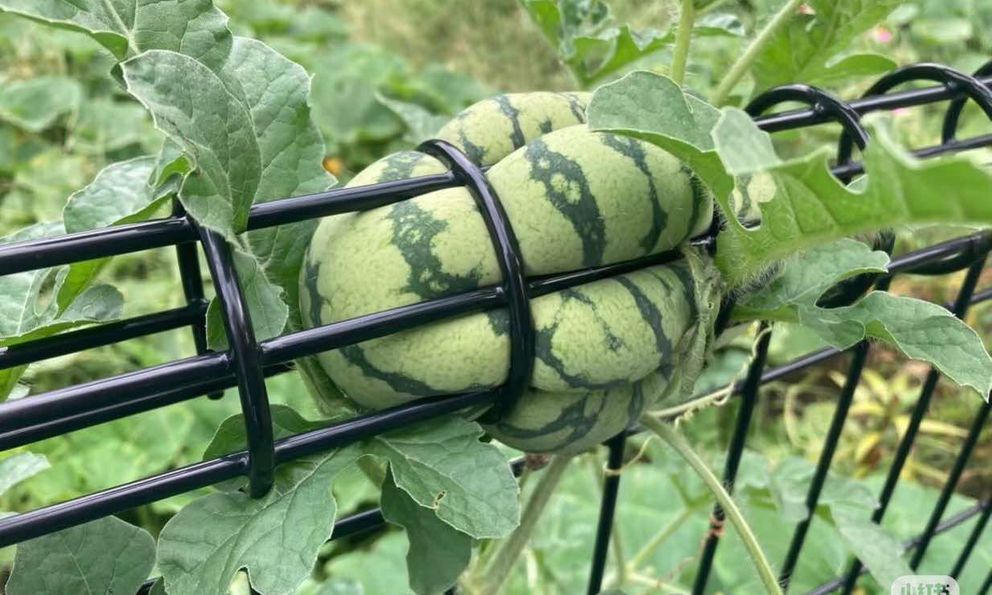 Tìm ra quả dưa hấu mọc ở vị trí trái ngang nhất thế giới: Tự 