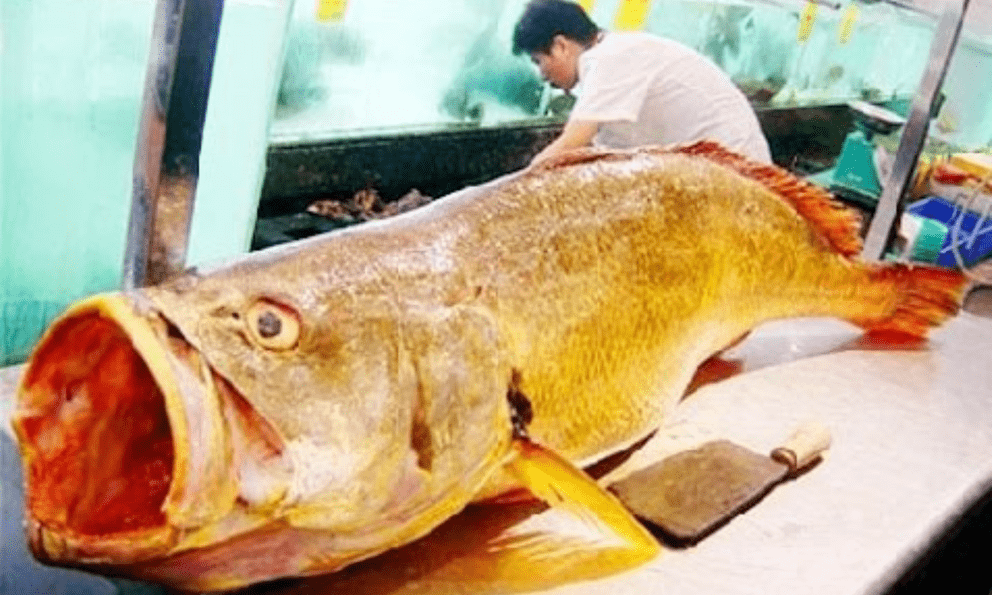 Loài cá Việt Nam 