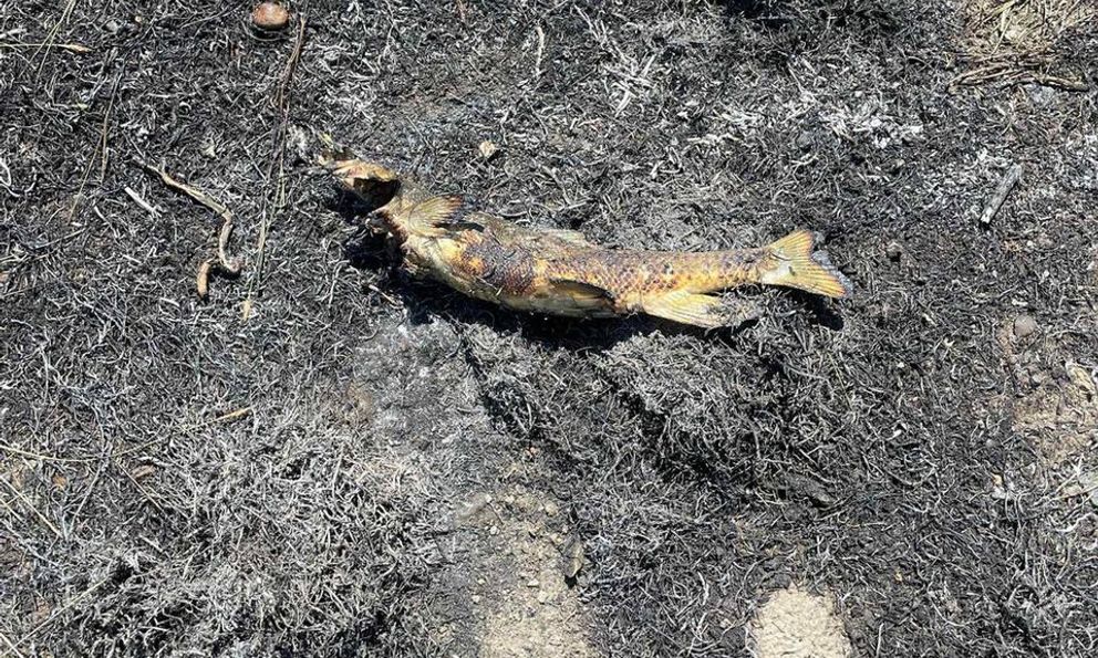 Canada: Cháy rừng do con cá từ trên trời rơi xuống