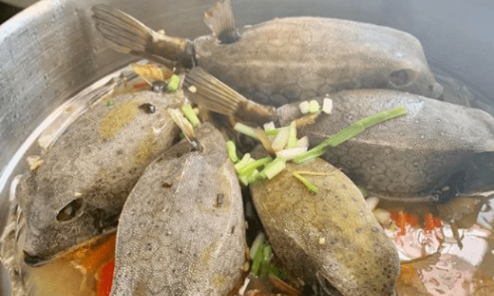 Việt Nam có loài cá nhìn như thuỷ quái, thịt ngon hơn cả gà, giá đến tiền triệu vẫn cháy hàng