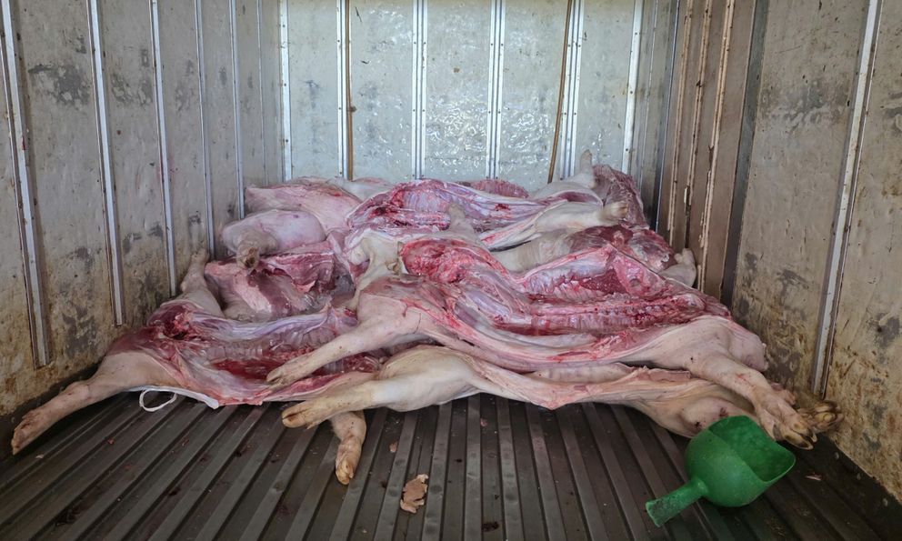 Rùng mình: 220 con heo bị xuất huyết dưới da, mắc dịch tả heo châu Phi suýt bị đưa đi tiêu thụ