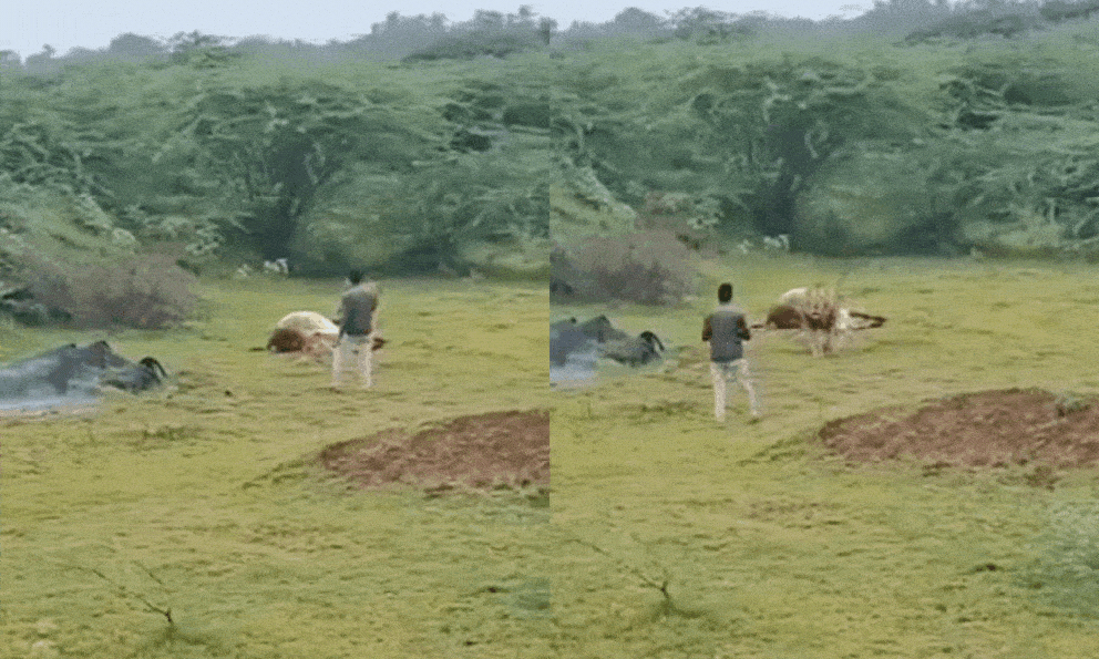 Nam du khách liều lĩnh tiếp cận sư tử đang ăn mồi để quay clip, người chứng kiến hoảng loạn