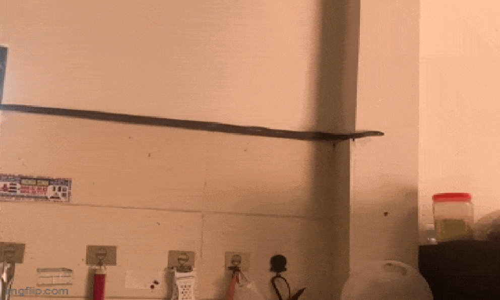 Chủ nhà ở Phú Thọ kinh hãi khi thấy rắn dài hơn 1m bò trong bếp, khoảnh khắc rơi xuống khiến ai nấy đứng tim