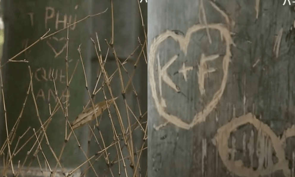 Rừng tre nổi tiếng Nhật Bản bị khắc chữ, trái tim chi chít