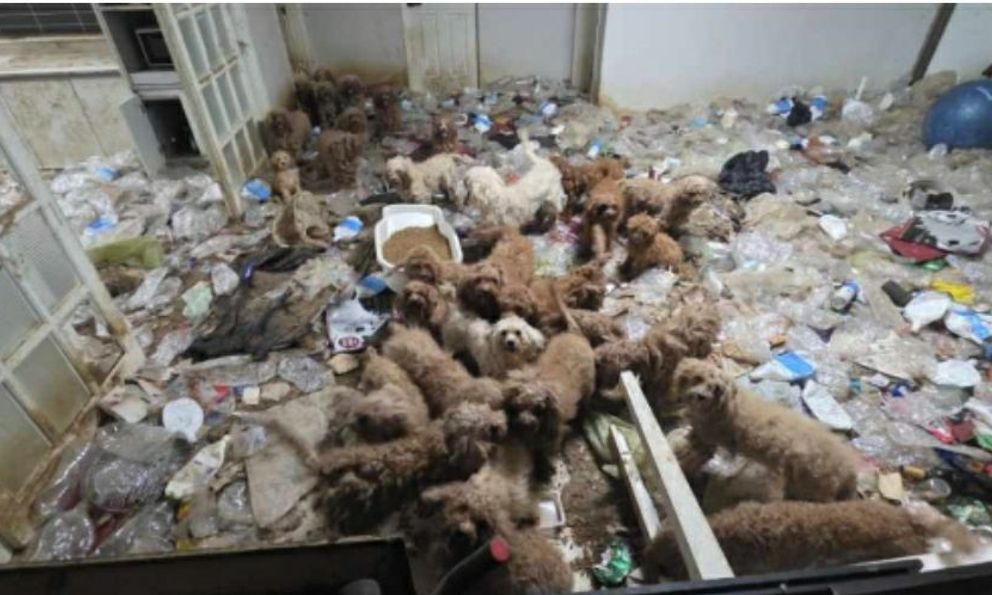 36 con poodle bị bỏ đói, sống chung 17 bộ xương chó, rác thải ngập ngụa trong một tòa nhà 