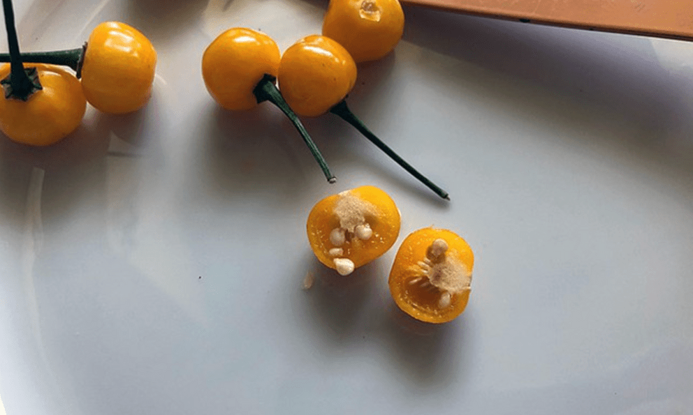 Việt Nam trồng được loại gia vị đắt nhất hành tinh, lên tới hơn 900 triệu/kg