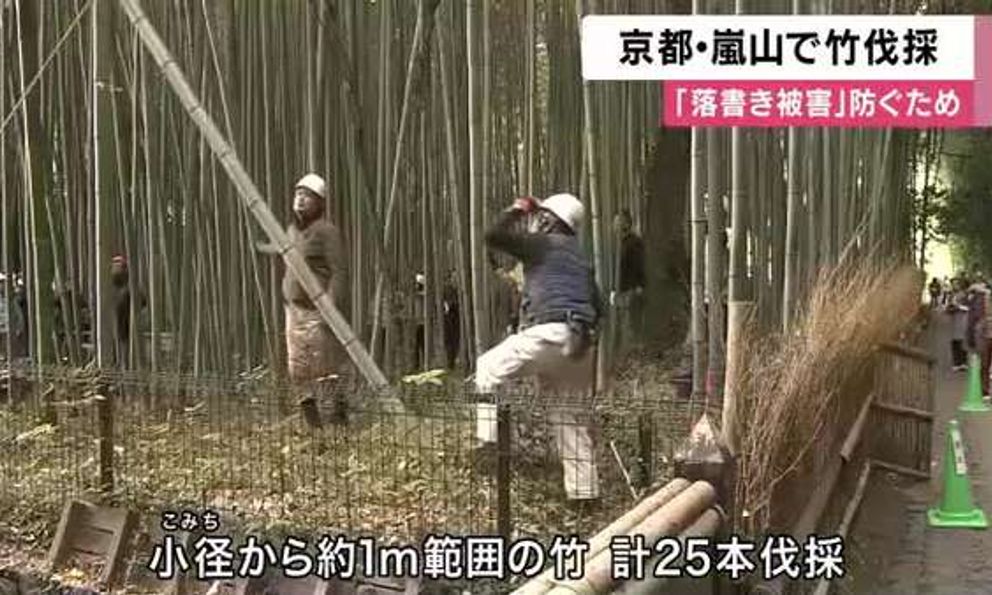 Du khách khắc bậy chi chít vào rừng tre biểu tượng, Nhật Bản đưa ra quyết định sốc