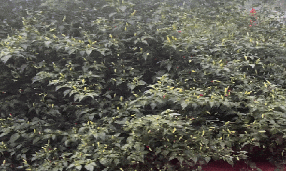 Cây ớt “cổ thụ” khiến 3 triệu người tò mò, nguồn gốc còn lạ hơn