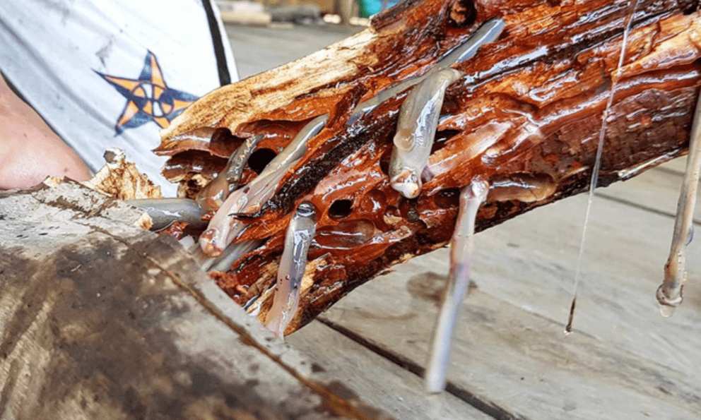 4 món đặc sản châu Á phải ăn tươi sống, Việt Nam cũng 