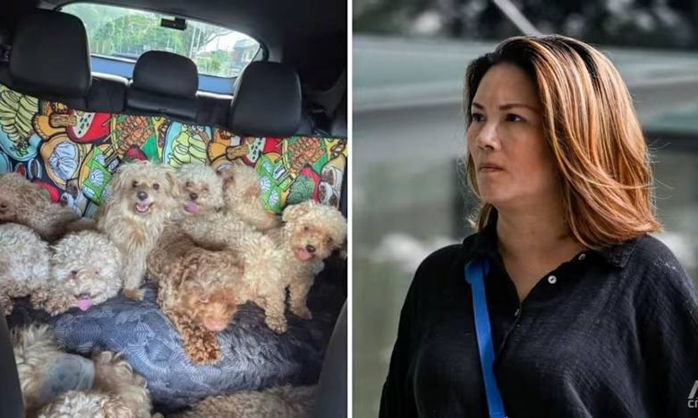 Nuôi tới 79 con chó trong nhà, người phụ nữ bị phạt hơn 400 triệu đồng