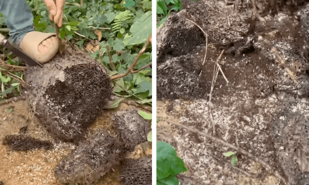 Món quà rừng hiếm nhất Đông Bắc: Kẻ rùng mình né xa, người mê đến độ dị ứng vẫn cố ăn