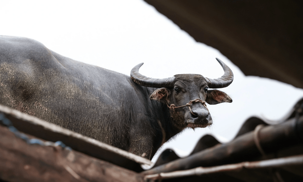 Vụ con trâu mắc kẹt trên mái nhà sau trận lũ lịch sử: Chủ trâu ra quyết định bất ngờ