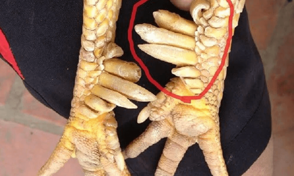 Một loài vật trong truyền thuyết Việt Nam có thật ngoài đời, nay thành đặc sản đắt đỏ