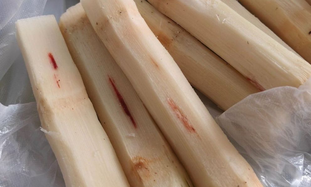 Mua mía thấy vệt đỏ trên thân thì vứt ngay lập tức, ăn vào nôn mửa, co giật tay chân